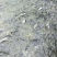 【石斑鱼苗】淡水石斑鱼苗规格齐全、全国发货