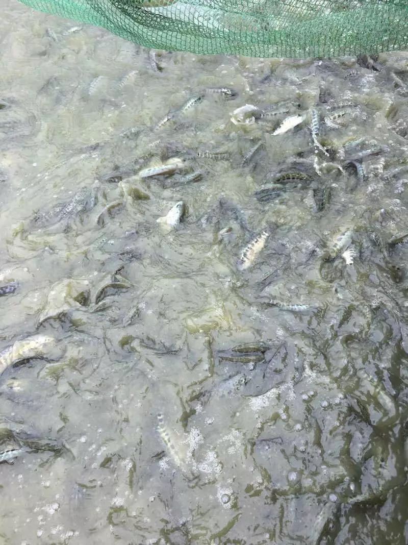 【石斑鱼苗】淡水石斑鱼苗规格齐全、全国发货