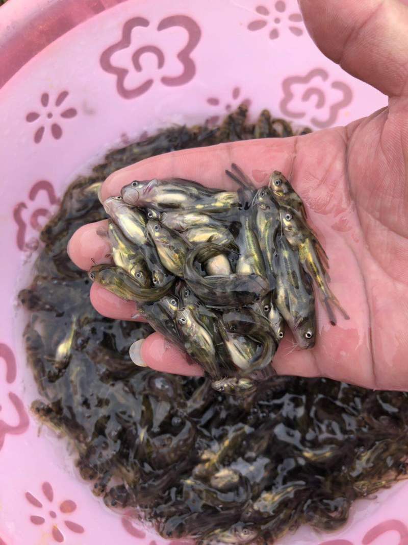 【黄骨鱼苗】广东黄辣丁鱼苗，黄辣丁杂交黄骨鱼苗、黄丫角