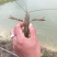 【澳洲龙虾苗】澳洲特大种苗淡水龙虾苗澳龙苗