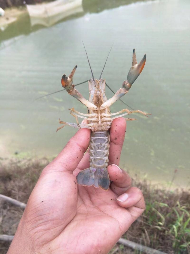 【澳洲龙虾苗】澳洲特大种苗淡水龙虾苗澳龙苗