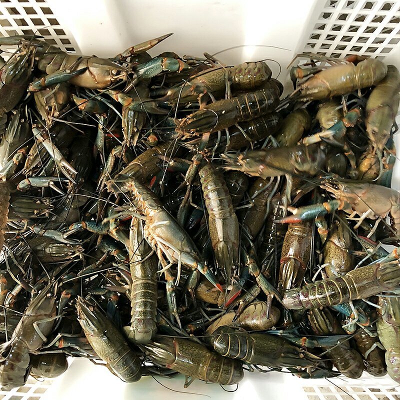 【澳洲龙虾苗】澳洲特大种苗淡水龙虾苗澳龙苗