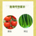 石原科佳氰霜唑晚疫病霜霉病疫病蔬菜进口药杀菌剂