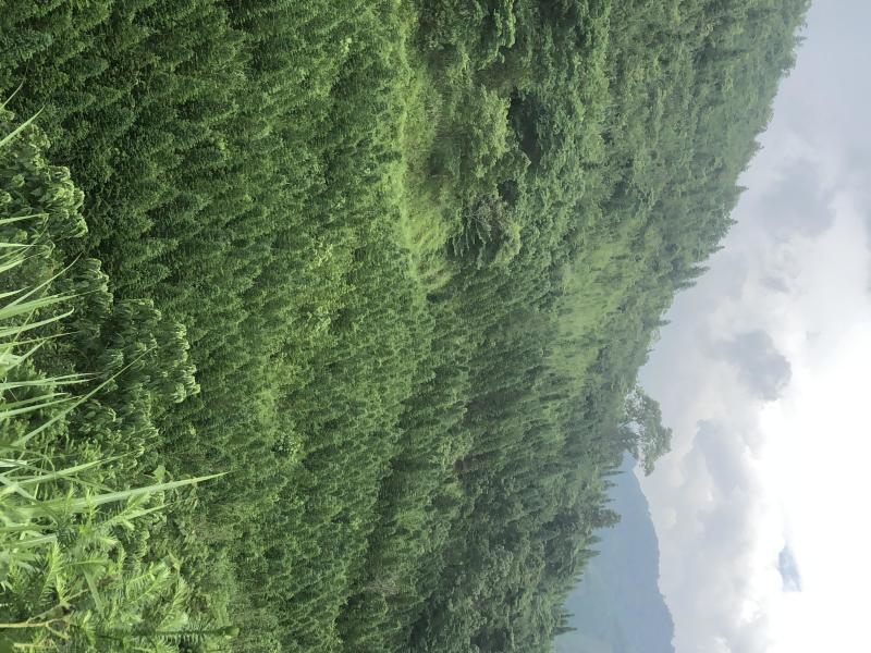 文山广南县260亩茶园出租