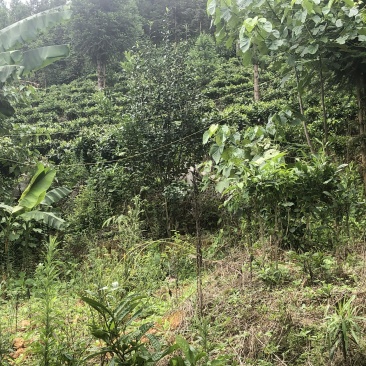 文山广南县260亩茶园出租