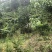 文山广南县260亩茶园出租