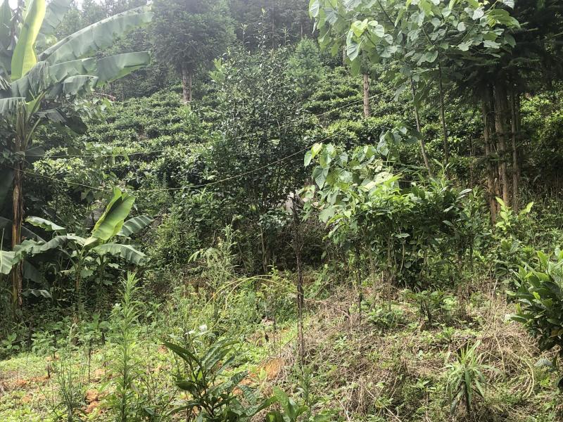 文山广南县260亩茶园出租