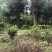 文山广南县260亩茶园出租
