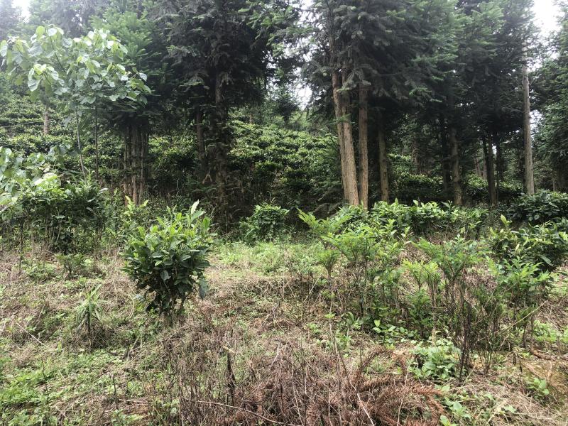 文山广南县260亩茶园出租