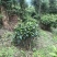文山广南县260亩茶园出租
