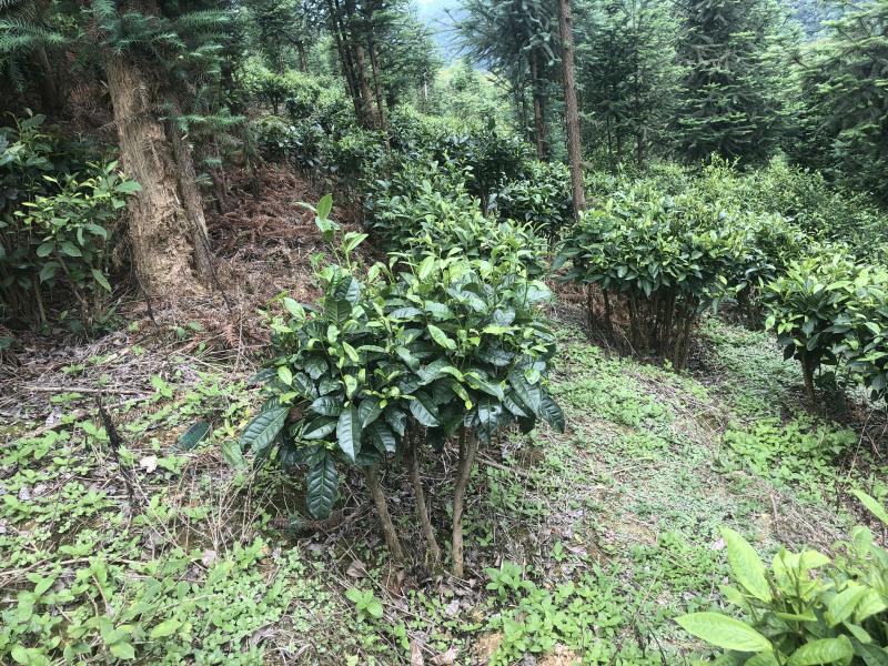 文山广南县260亩茶园出租