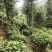 文山广南县260亩茶园出租
