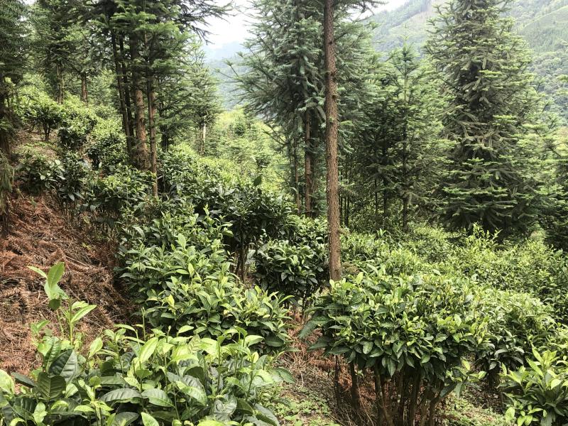 文山广南县260亩茶园出租
