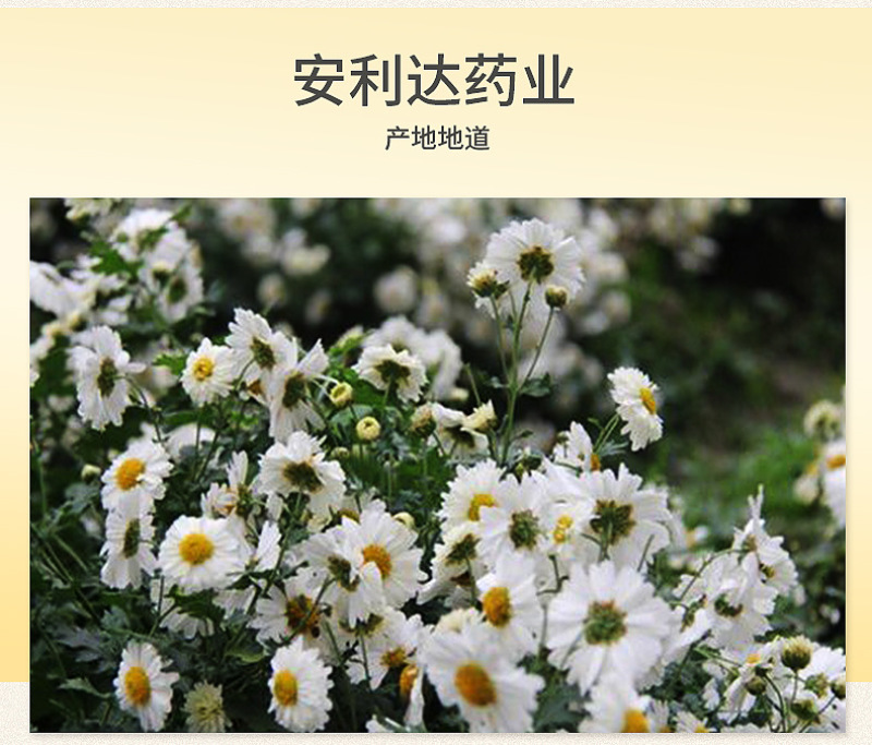 菊花贡菊花批发供应茶七月菊黄山白贡菊菊花茶量大从优