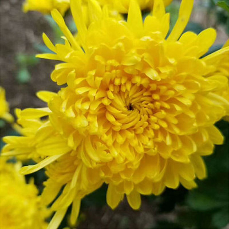 皇菊金丝皇新货源头厂家一件代发