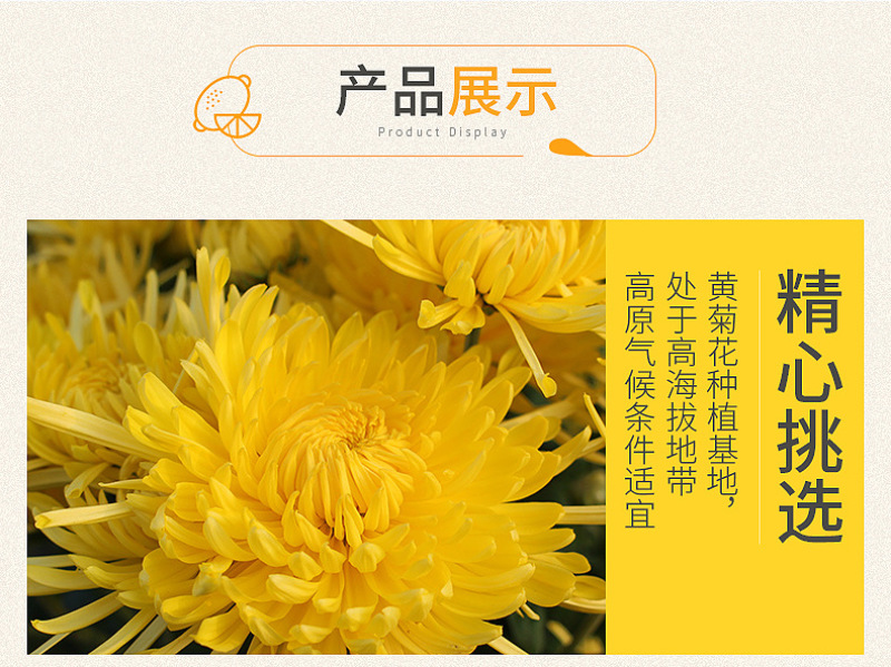 皇菊金丝皇新货源头厂家一件代发