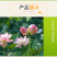 莲子心现货供应莲子心茶莲子芯花草茶厂家批发一件代发
