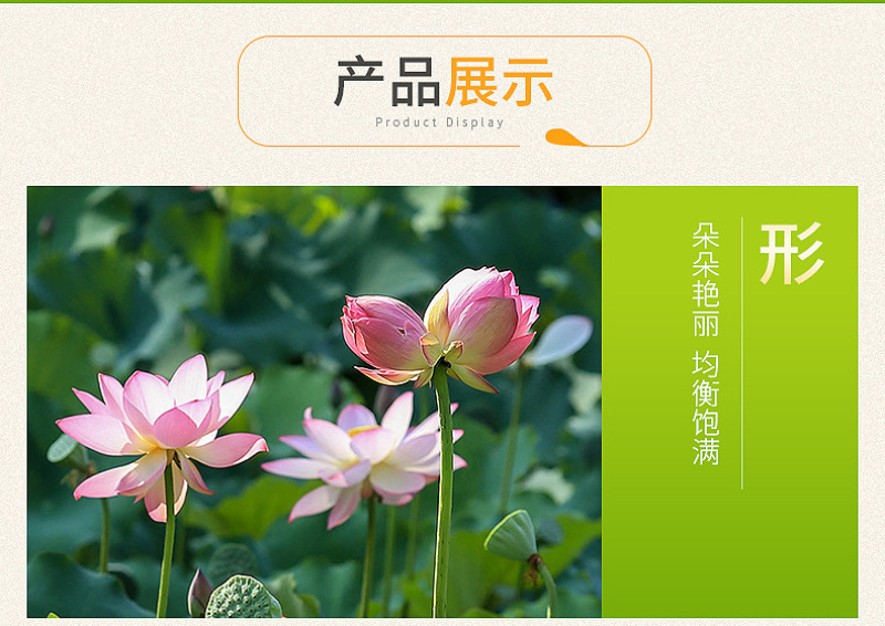 莲子心现货供应莲子心茶莲子芯花草茶厂家批发一件代发