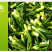 莲子心现货供应莲子心茶莲子芯花草茶厂家批发一件代发