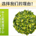 莲子心现货供应莲子心茶莲子芯花草茶厂家批发一件代发