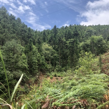 文山广南县158.5亩有林地转让