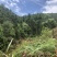 文山广南县158.5亩有林地转让
