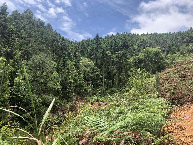 文山广南县158.5亩有林地转让