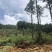 文山广南县158.5亩有林地转让