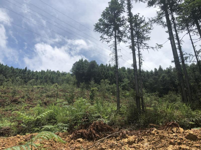 文山广南县158.5亩有林地转让