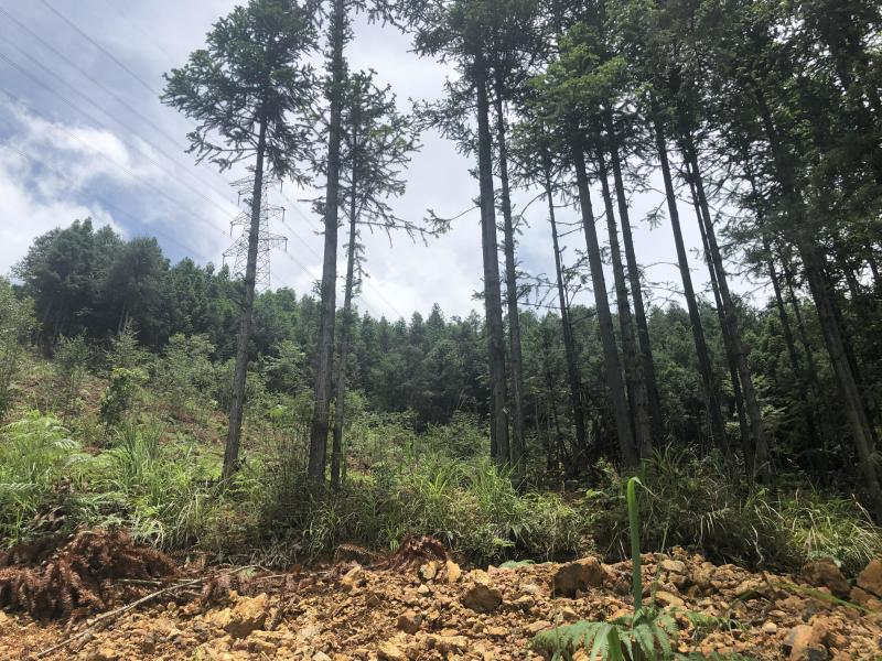 文山广南县158.5亩有林地转让