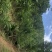 文山广南县158.5亩有林地转让