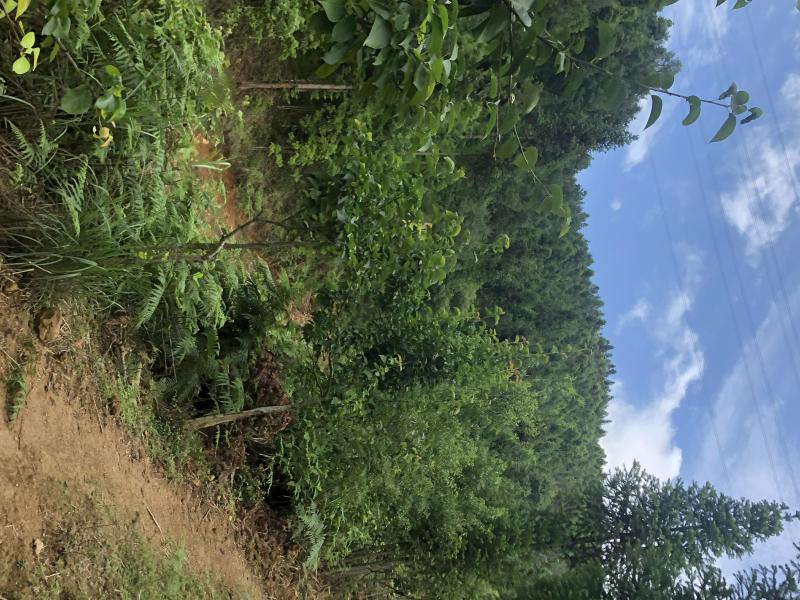 文山广南县158.5亩有林地转让