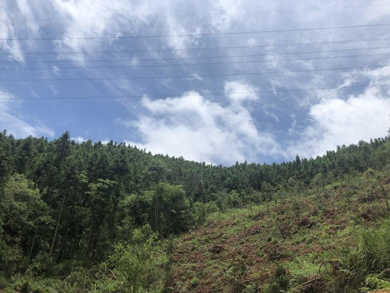 文山广南县158.5亩有林地转让