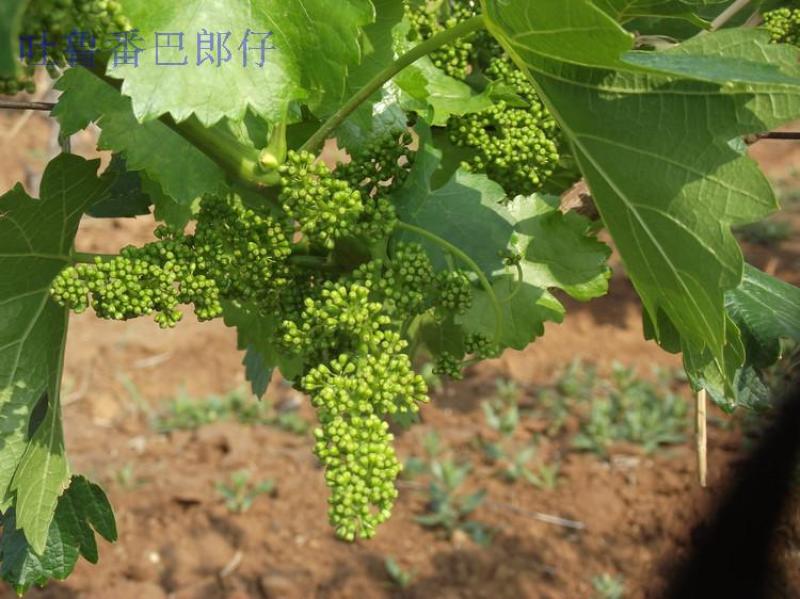 新疆特产吐鲁番无添加特级红绿香妃王超大免洗无核葡萄干
