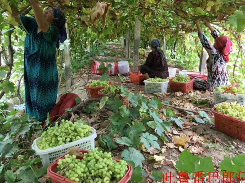 新疆特产吐鲁番无添加特级红绿香妃王超大免洗无核葡萄干