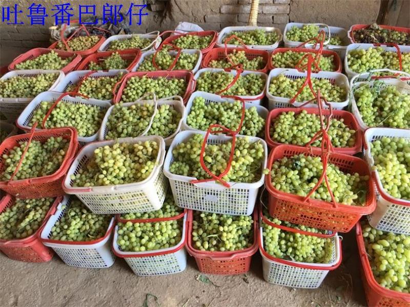 新疆特产吐鲁番无添加特级红绿香妃王超大免洗无核葡萄干