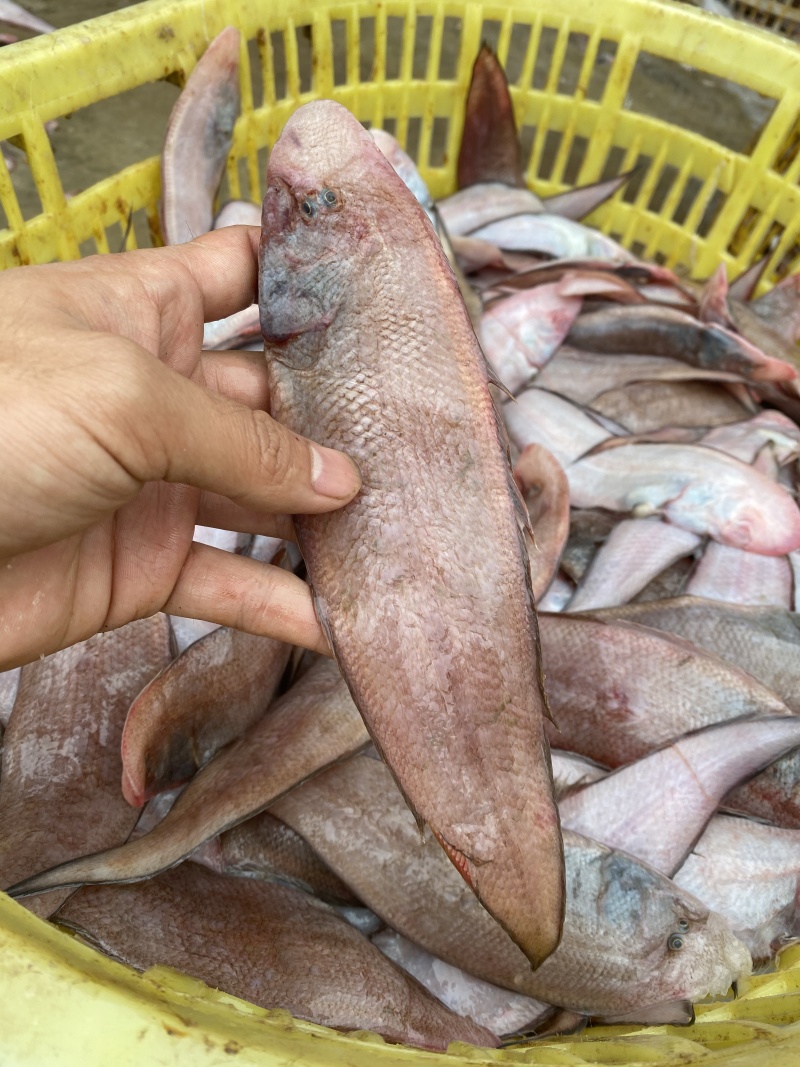 北海鱼干龙利鱼干北海特产淡盐鱼干子板鱼鳎目鱼海鲜干货批发