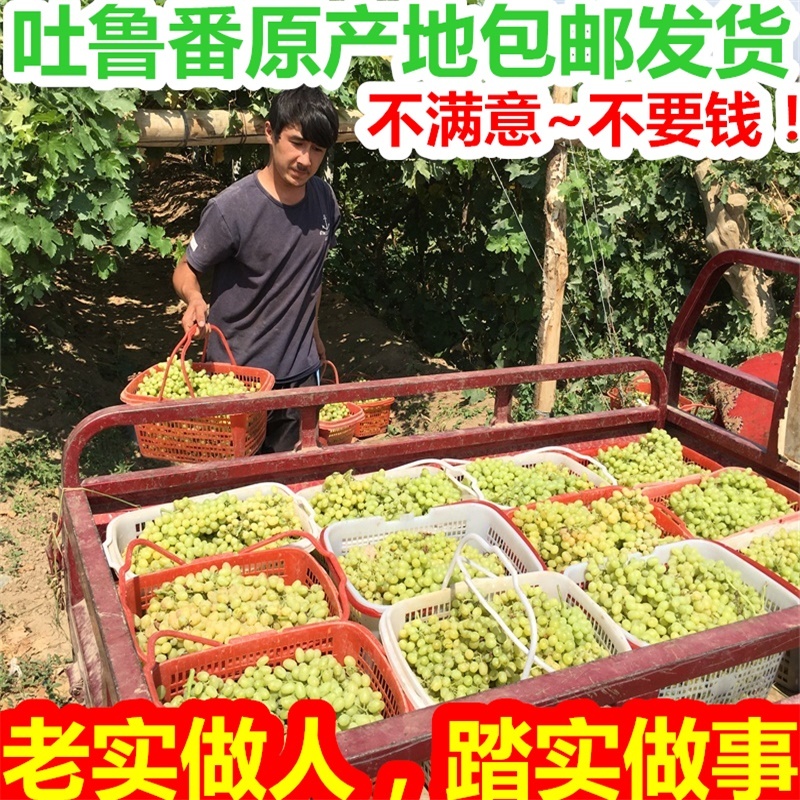 5斤新疆特产吐鲁番超大免洗无添加提子绿宝石无核葡萄干