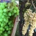 5斤新疆特产吐鲁番超大免洗无添加提子绿宝石无核葡萄干