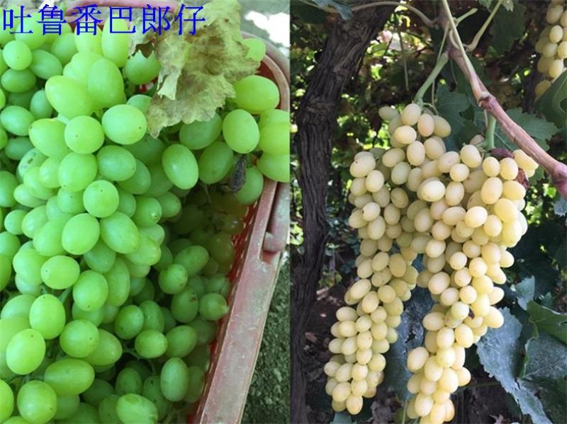 5斤新疆特产吐鲁番超大免洗无添加提子绿宝石无核葡萄干