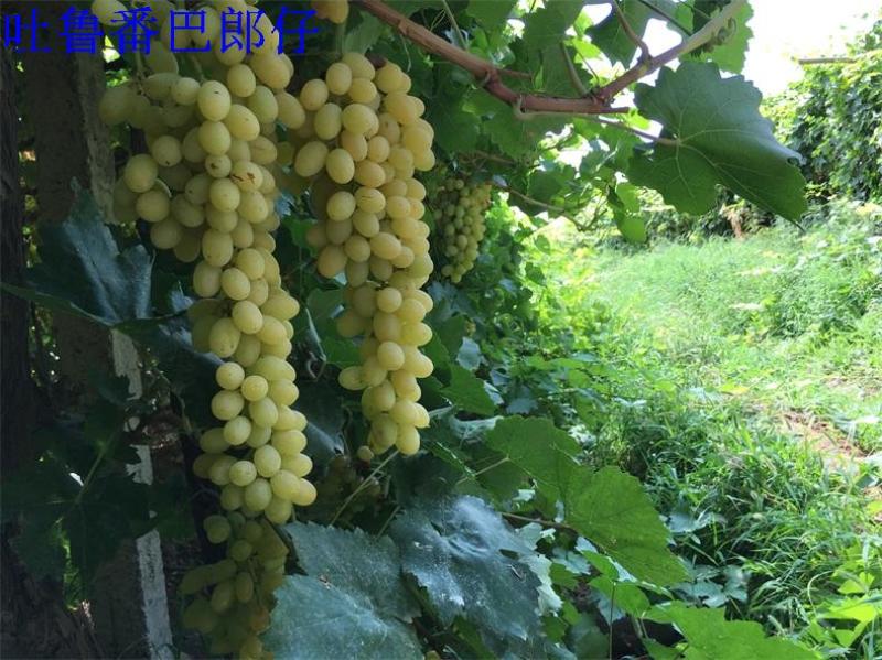 5斤新疆特产吐鲁番超大免洗无添加提子绿宝石无核葡萄干