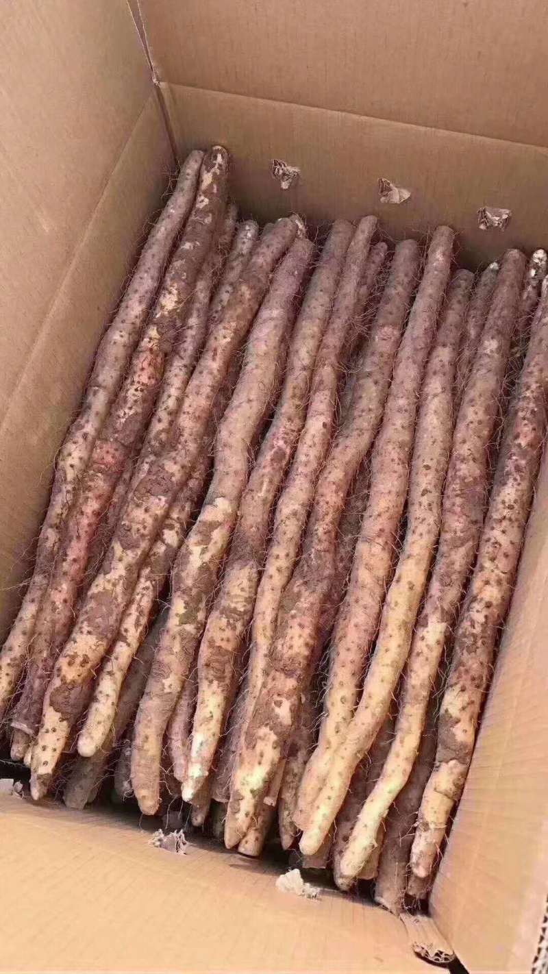 四大怀药之乡温县怀铁棍山药批发零售