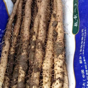 四大怀药之乡温县怀铁棍山药批发零售