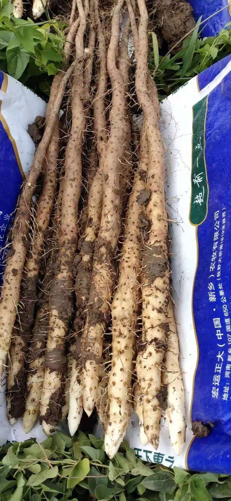四大怀药之乡温县怀铁棍山药批发零售
