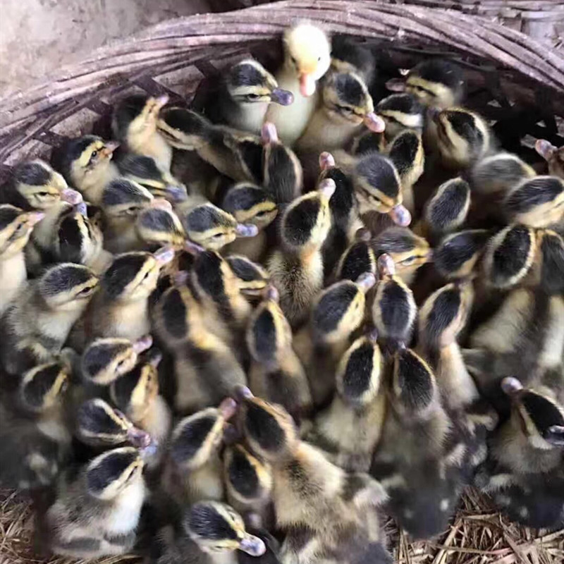 鸭苗/金腚麻鸭苗/质优价廉量大从优免费送开口