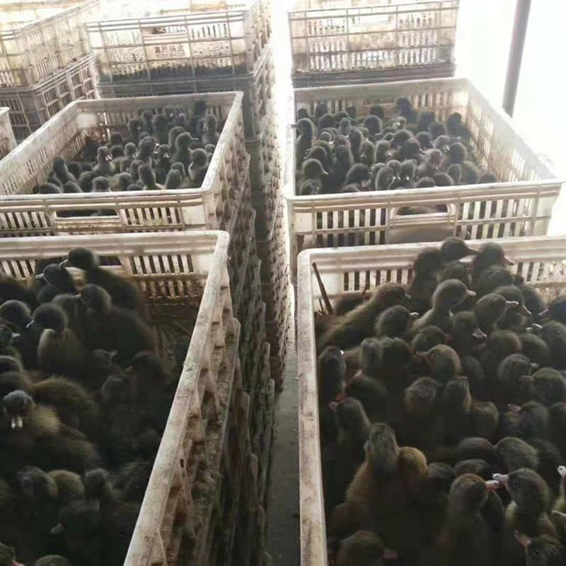 鸭苗/金腚麻鸭苗/质优价廉量大从优免费送开口