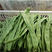精品金龙王架豆种子高产青扁芸豆种子豆角种孑特长豇豆种