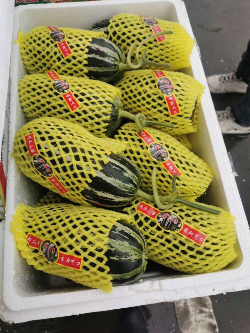 博洋9号甜瓜产地直供脆甜多汁货源充足保质保量