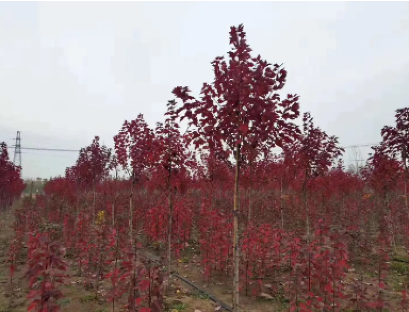 红枫小苗红冠各种规格均有自由苗圃物美价廉