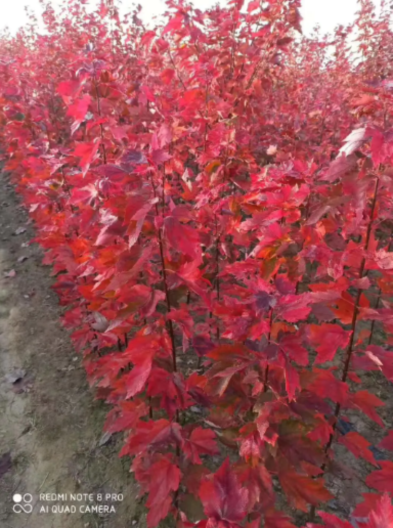 红枫小苗红冠各种规格均有自由苗圃物美价廉